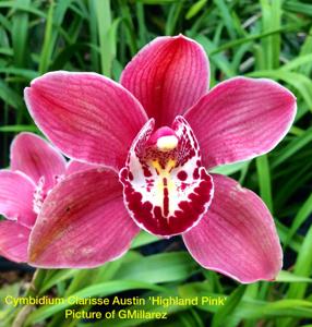 Cymbidium Clarisse Austin