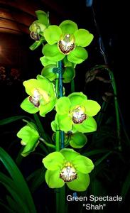 Cymbidium Green Spectacle