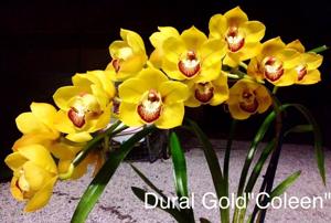 Cymbidium Dural Gold