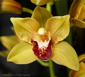 Cymbidium Sultry Seven