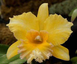 Rhyncholaeliocattleya Malworth