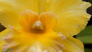 Rhyncholaeliocattleya Malworth