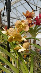 Vanda Suksamran Gold