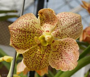 Vanda Suksamran Gold