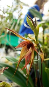 Bulbophyllum Manchind