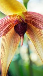 Bulbophyllum Manchind