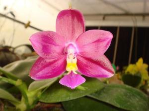 Phalaenopsis Yaphon Red Jewel