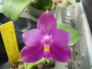 Phalaenopsis Yaphon Red Jewel