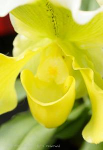 Paphiopedilum Mele Star