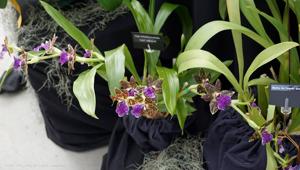 Zygopetalum Advance Australia