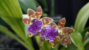 Zygopetalum Advance Australia