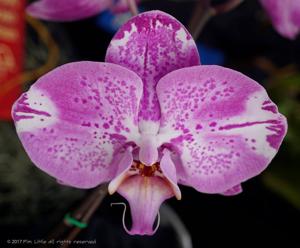 Phalaenopsis OX Spot Queen