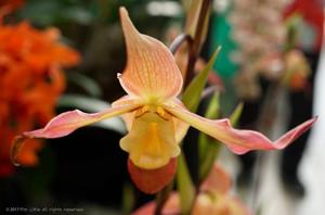 Phragmipedium Saint Peter