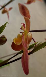 Phragmipedium Saint Peter