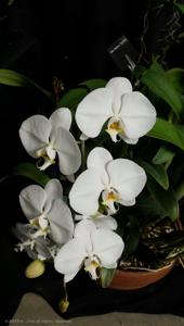 Phalaenopsis Sogo Yukidian