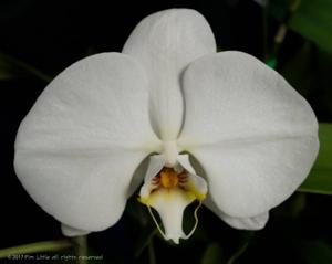 Phalaenopsis Sogo Yukidian