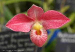 Phragmipedium Hanne Popow