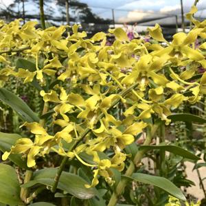 Dendrobium Alice Noda