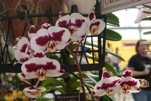 Phalaenopsis Chian Xen Pearl