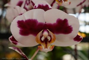 Phalaenopsis Chian Xen Pearl