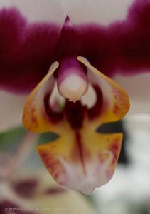 Phalaenopsis Chian Xen Pearl