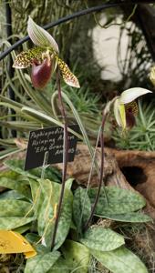 Paphiopedilum Hsinying Alien