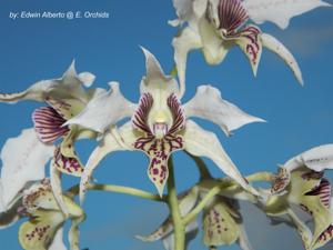 Dendrobium Spider Lily