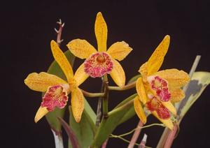 Rhynchobrassoleya Hawaiian Leopard