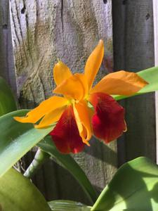 Brassocatanthe Gales Fire