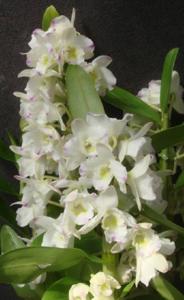 Dendrobium Second Love