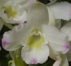 Dendrobium Second Love