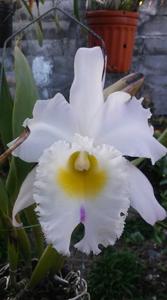 Rhyncholaeliocattleya Pastoral