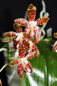 Phalaenopsis Ambotrana