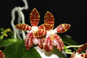 Phalaenopsis Ambotrana