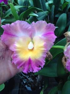 Rhyncholaeliocattleya Dal's Thunder