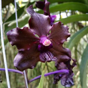 Vanda Karina Motes