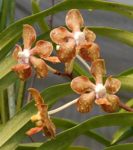 Vanda Happy Smile