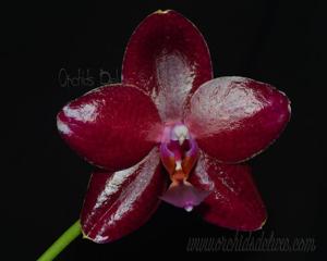 Phalaenopsis Zheng Min Cobra