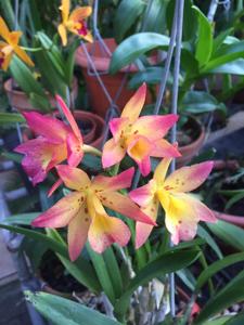 Claudehamiltonara Hidden Gold