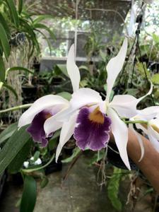 Cattleya Berlin Beauty