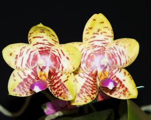 Phalaenopsis Orchid World