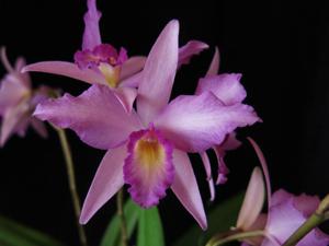 Laeliocattleya Rubescent Atreus