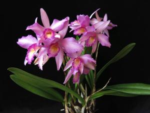 Laeliocattleya Rubescent Atreus