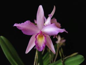 Laeliocattleya Rubescent Atreus