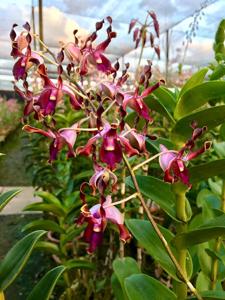 Dendrobium S R Nathan