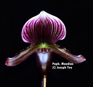 Paphiopedilum Maudiae