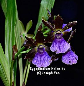 Zygopetalum Helen-Ku