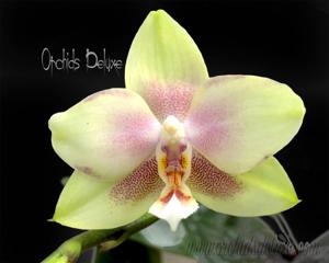 Phalaenopsis Ba-Shi Redsun