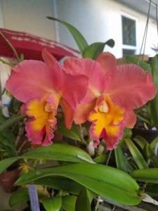 Rhyncholaeliocattleya Jessie Lee