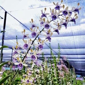 Dendrobium Edfrans Charming